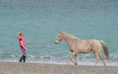 “Adopted” the horses and gained freedom!