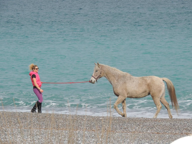 “Adopted” the horses and gained freedom!