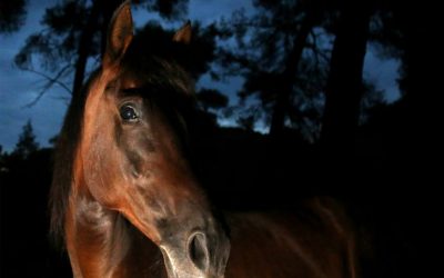 Rescuing aged horses