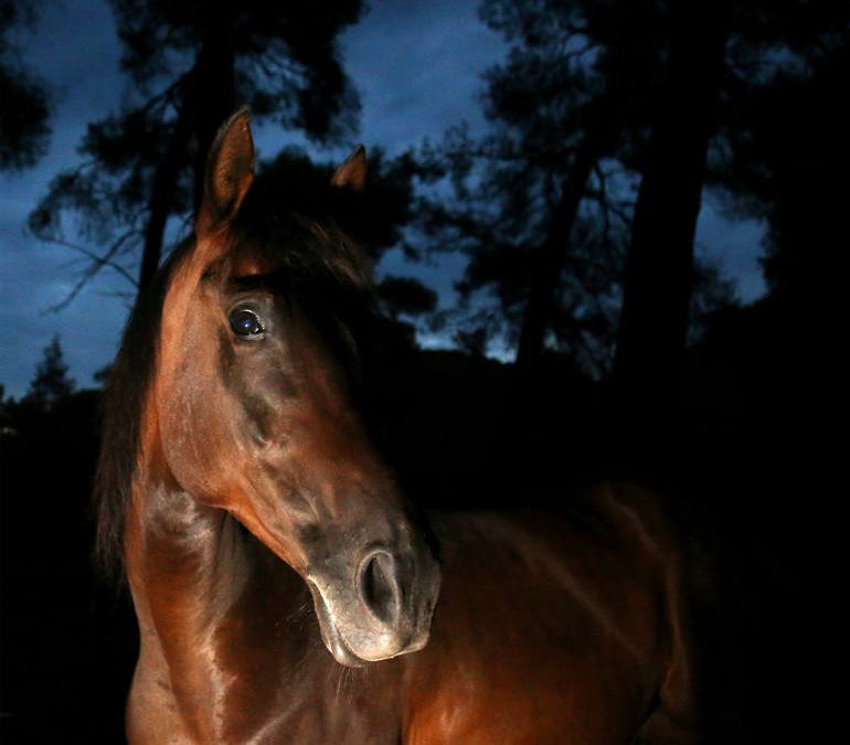 Rescuing aged horses