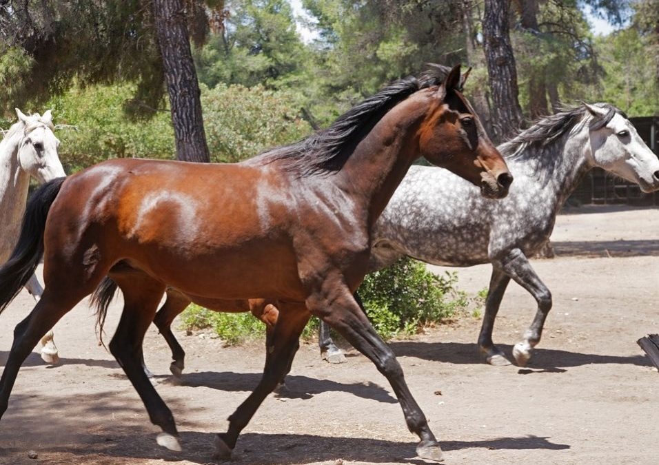 H ιστορία ενός μικρού θαύματος στην Αγία Άννα – Πώς άλογα ράντσου σώθηκαν από την πύρινη λαίλαπα (video)